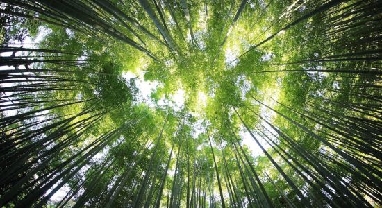 direito ambiental